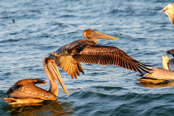 Brown Pelican Fish Feeding