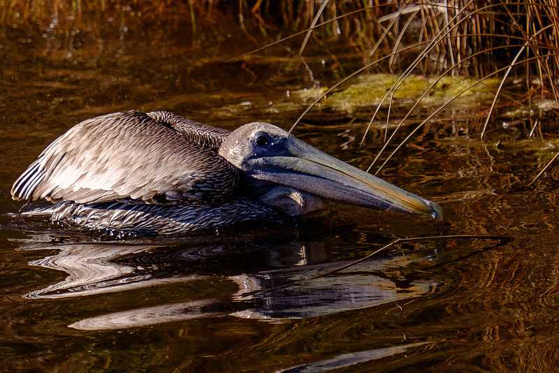 Juvenile Brown Pelican