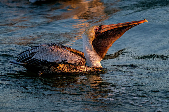Brown Pelican Fish Feeding