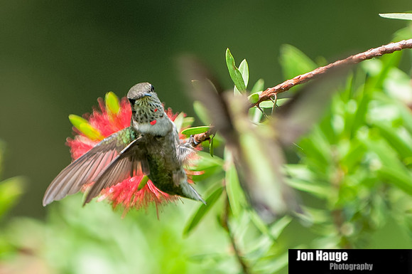 Hummingbird Photography