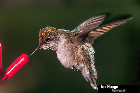 Hummingbird Photography