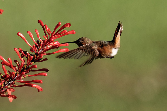 Juvenile Rufous Hummingbird