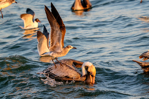 Brown Pelican Fish Feeding