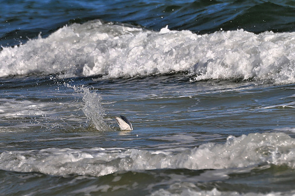 Sandwich Tern Fishing