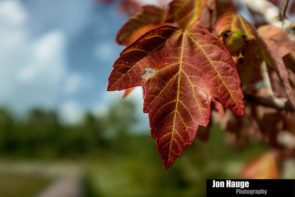 Baldwin County Photographer