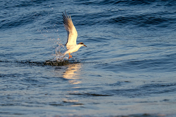 Brown Pelican Fish Feeding