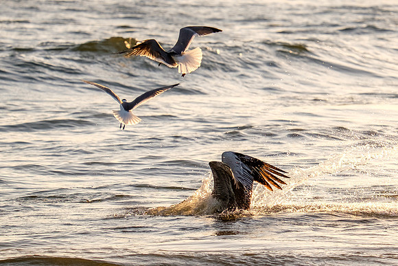 Brown Pelican Fish Feeding