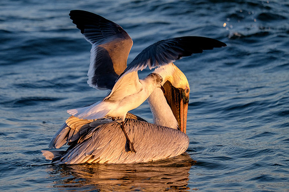 Brown Pelican Fish Feeding