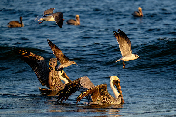 Brown Pelican Fish Feeding