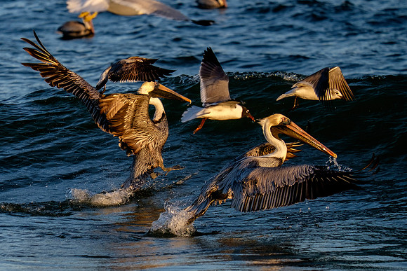 Brown Pelican Fish Feeding