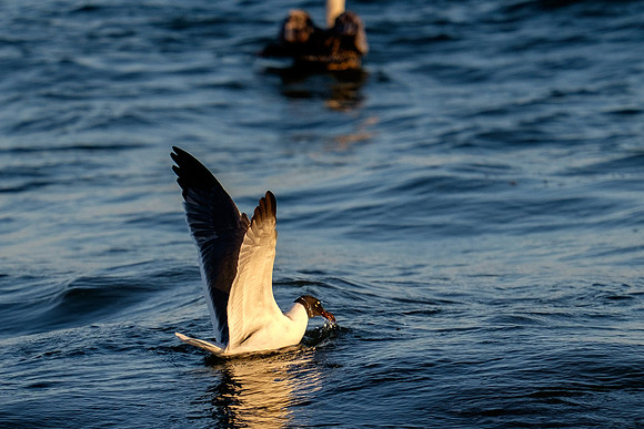 Brown Pelican Fish Feeding
