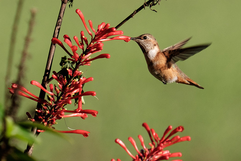 Juvenile Rufous Hummingbird