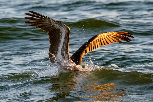 Brown Pelican Fish Feeding