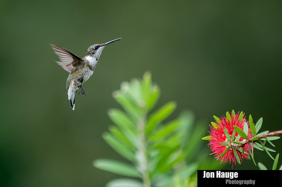 Hummingbird Photography