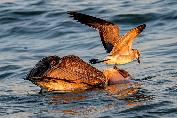 Brown Pelican Fish Feeding