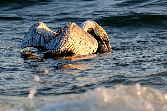 Brown Pelican Fish Feeding