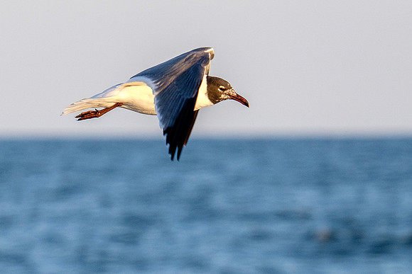 Brown Pelican Fish Feeding