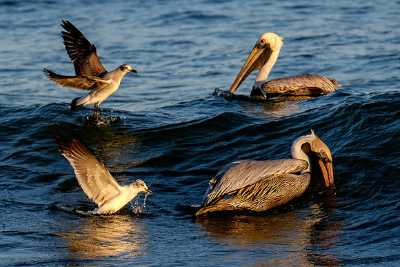Brown Pelican Fish Feeding