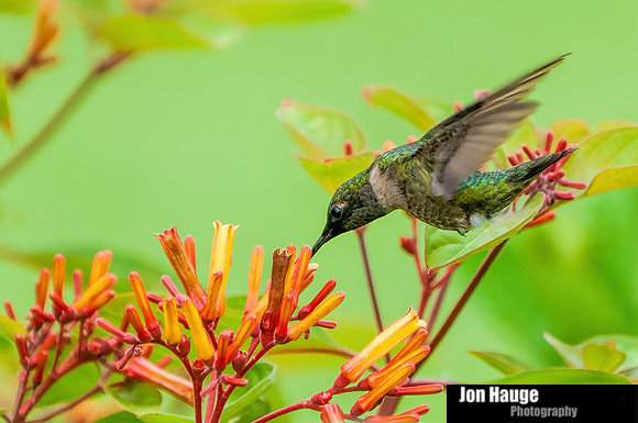 Hummingbird Photography