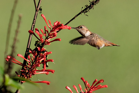 Juvenile Rufous Hummingbird