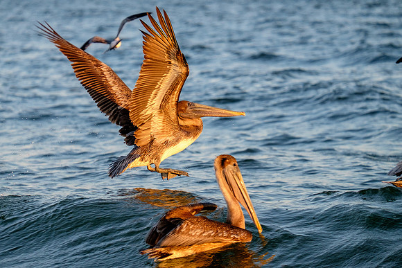 Brown Pelican Fish Feeding