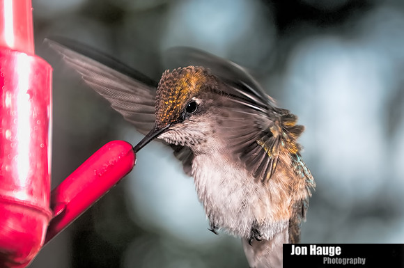 Hummingbird Photography