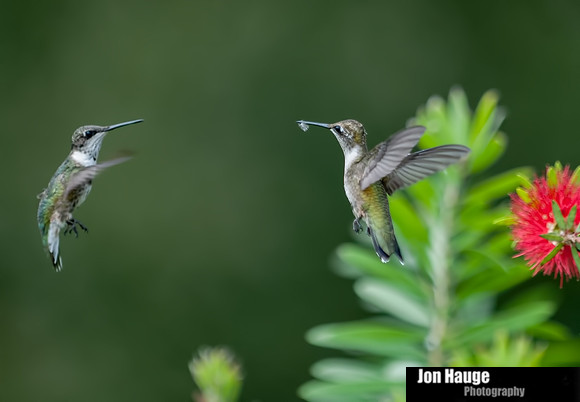 Hummingbird Photography