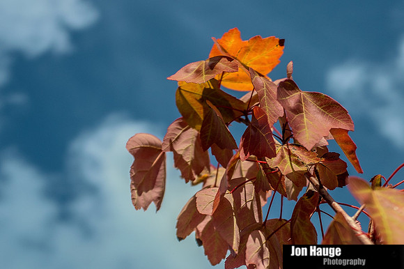 Baldwin County Photographer