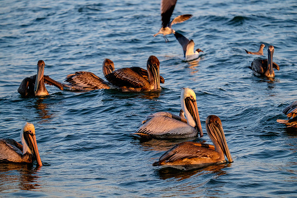 Brown Pelican Fish Feeding