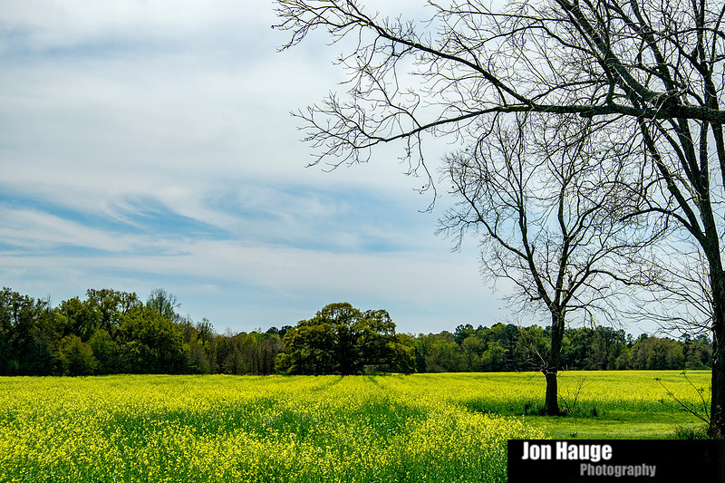 Foley Landscape