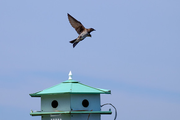 Fairhope Purple Martin Colony
