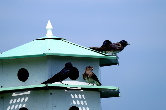 Fairhope Purple Martin Colony