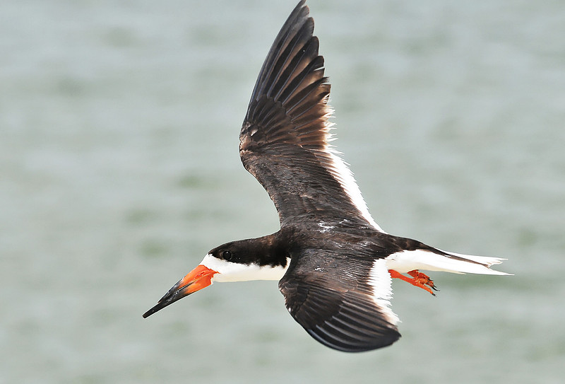 Perdido Pass