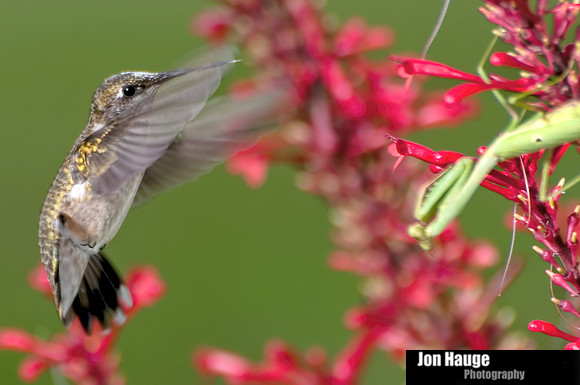 Hummingbrid Photography