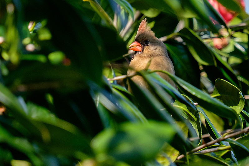 Cardinal Wildlife Photography