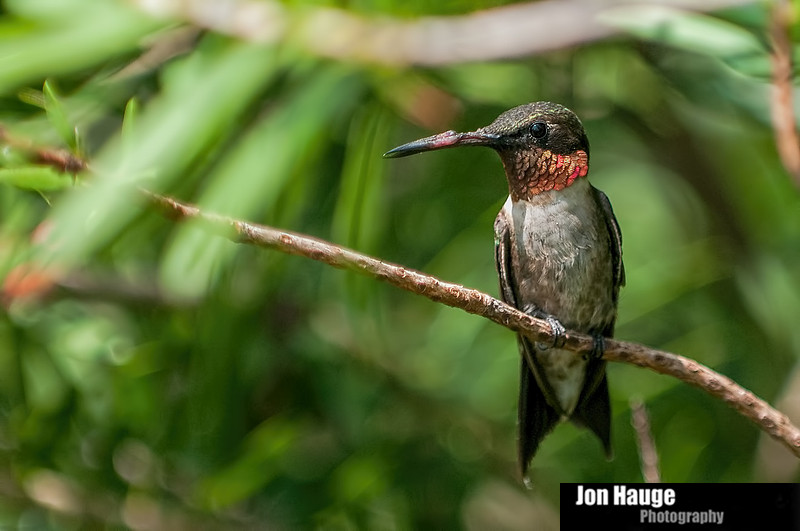 Hummingbird Photography