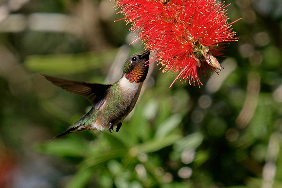 Ruby-throated Hummingbird Photography