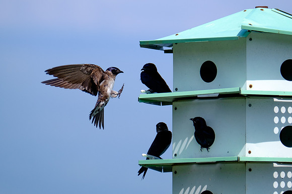 Fairhope Purple Martin Colony