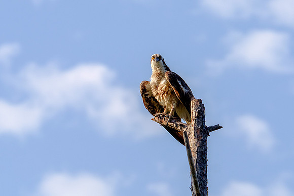 Perdido Key Wildife Photographer