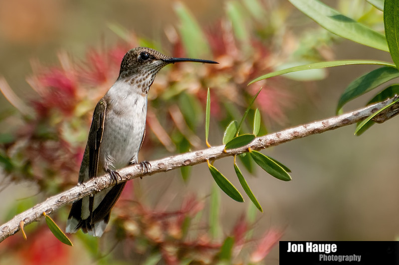 Hummingbird Photography