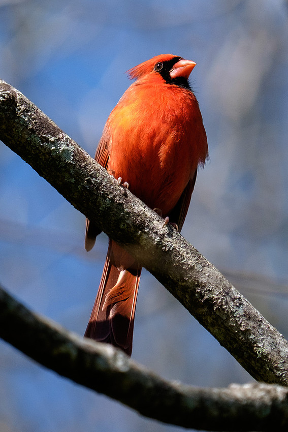 Male Cardinal Wildlife Photography