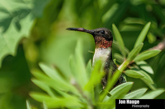 Hummingbird Photography
