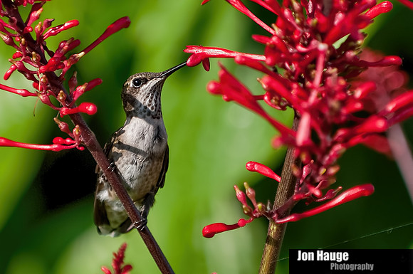Hummingbird Photography