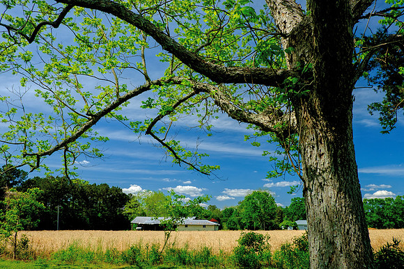 Budding Pecan Tree