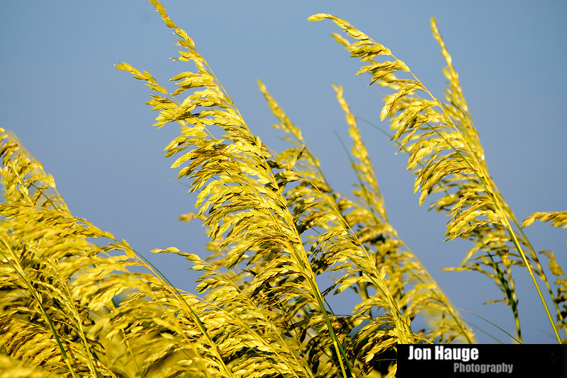 Fort Morgan Photographer