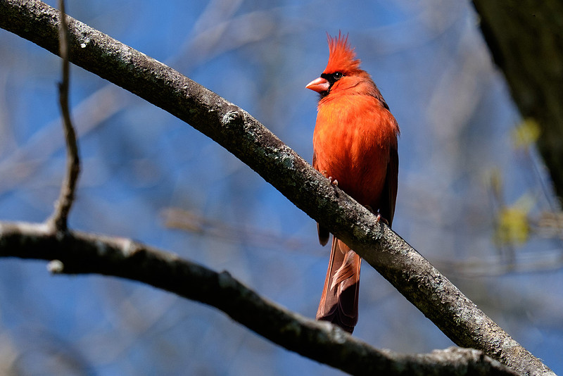 Male Cardinal Wildlife Photography