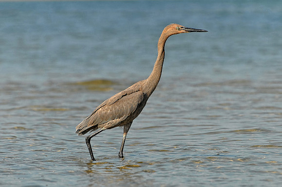 Wildlife in Robinson Island at Perdido Pass