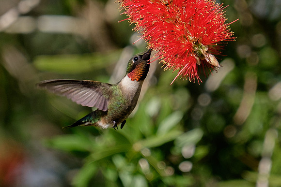 Ruby-throated Hummingbird Photography