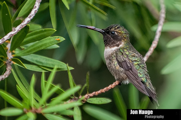 Hummingbird Photography