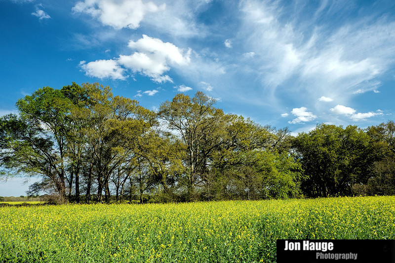 Foley Landscape